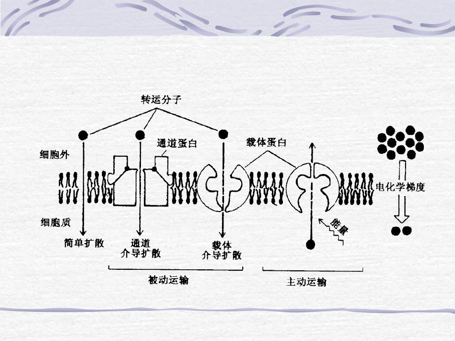 基础医学2版细胞的基本功能参考PPT_第2页