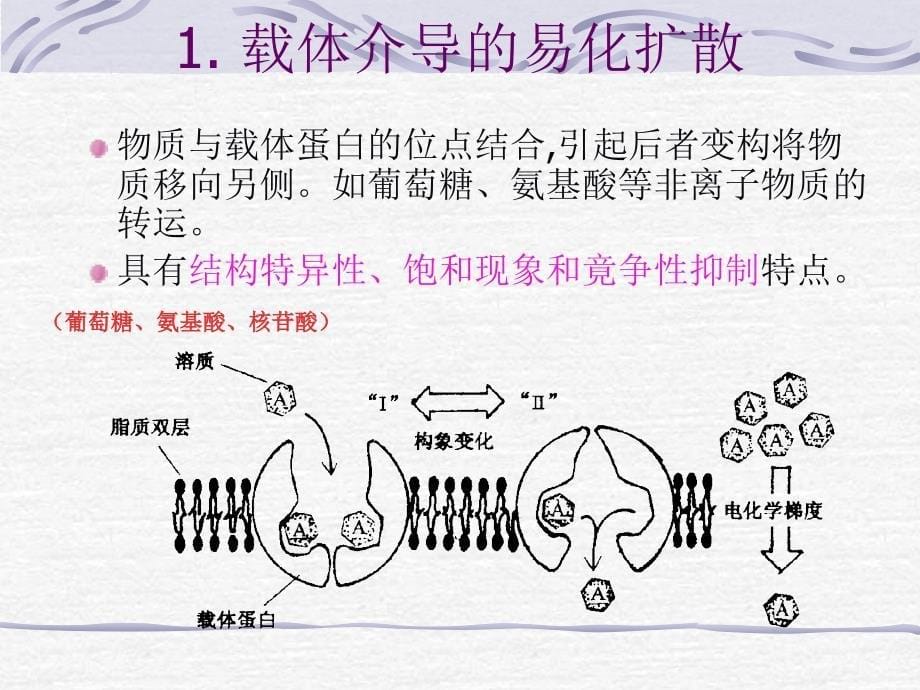 基础医学2版细胞的基本功能参考PPT_第5页