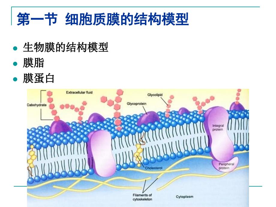 第4章细胞质膜_第4页