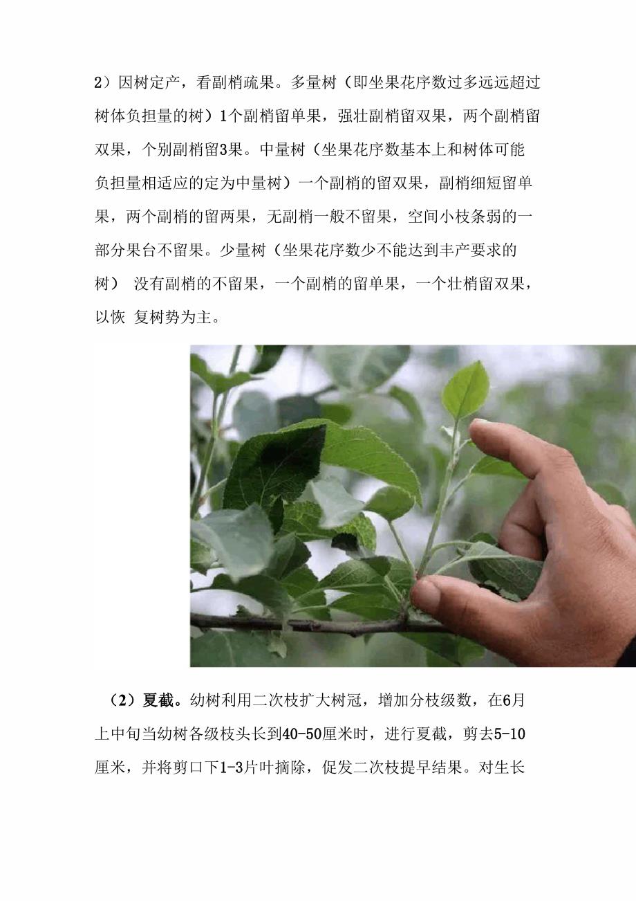 苹果树夏季管理技术_第3页