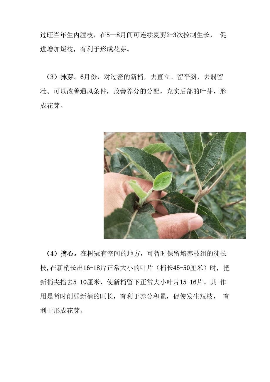 苹果树夏季管理技术_第4页