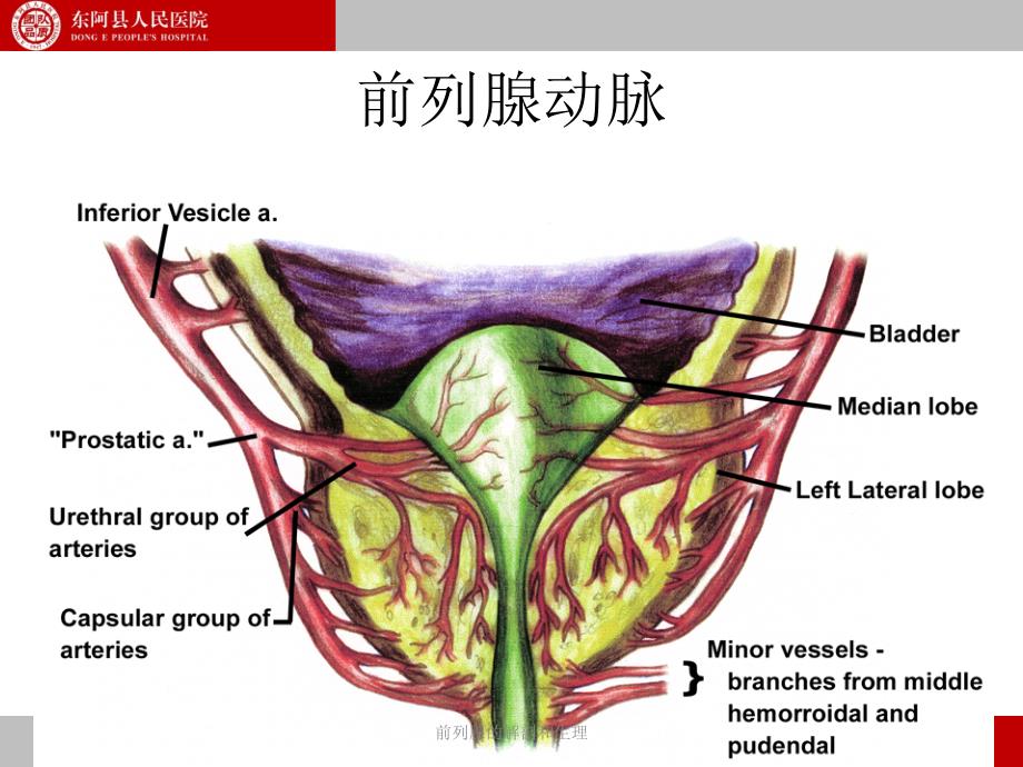 最新前列腺的解剖和生理_第4页