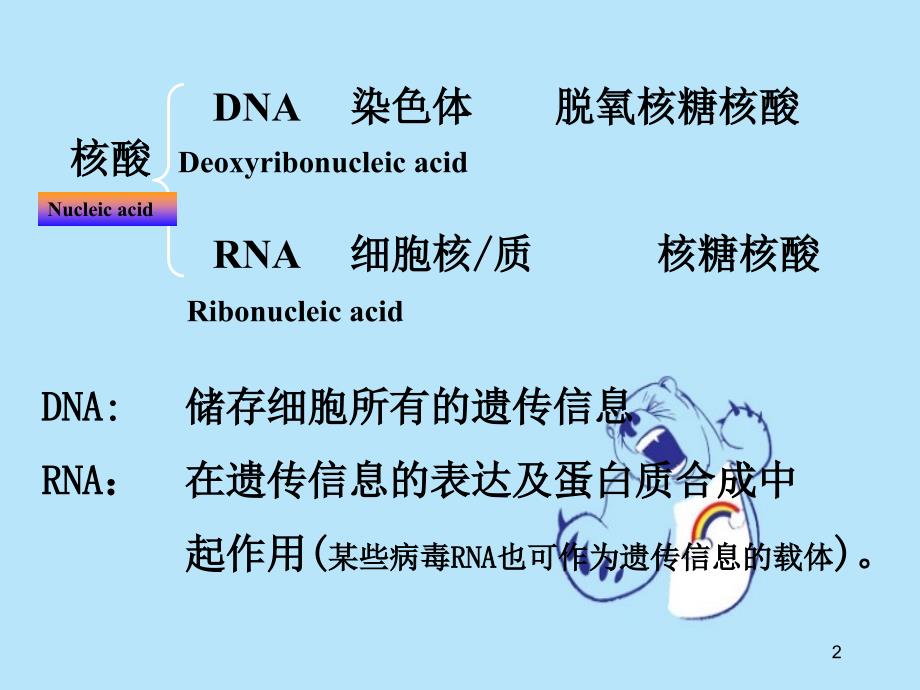 核酸结构和功能及核苷酸代谢_第2页