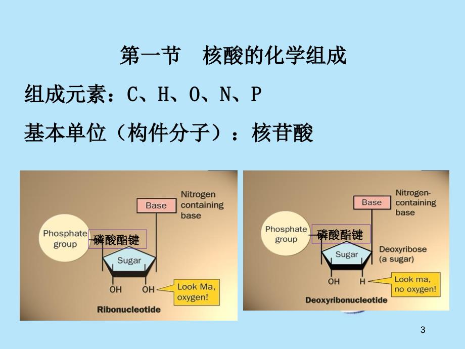 核酸结构和功能及核苷酸代谢_第3页