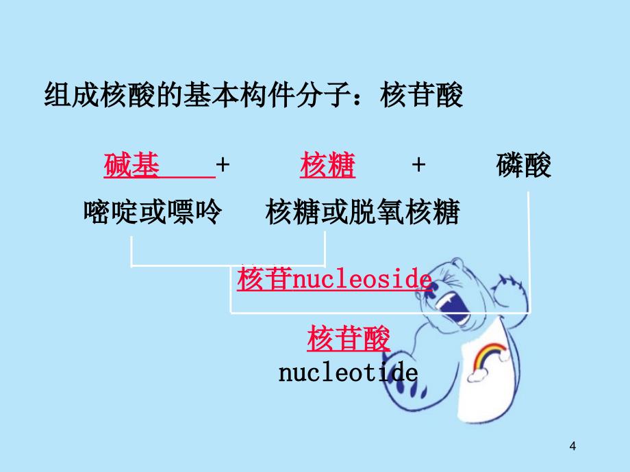 核酸结构和功能及核苷酸代谢_第4页