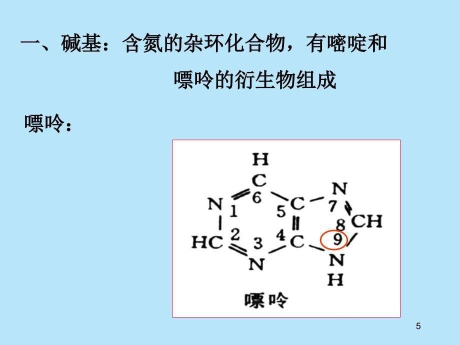 核酸结构和功能及核苷酸代谢_第5页