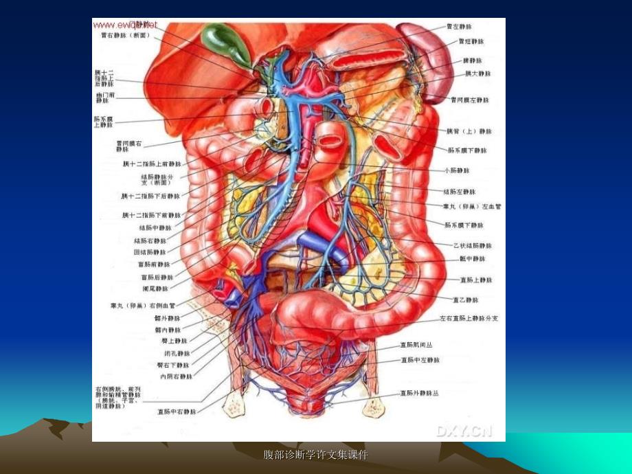 腹部诊断学许文集课件_第3页