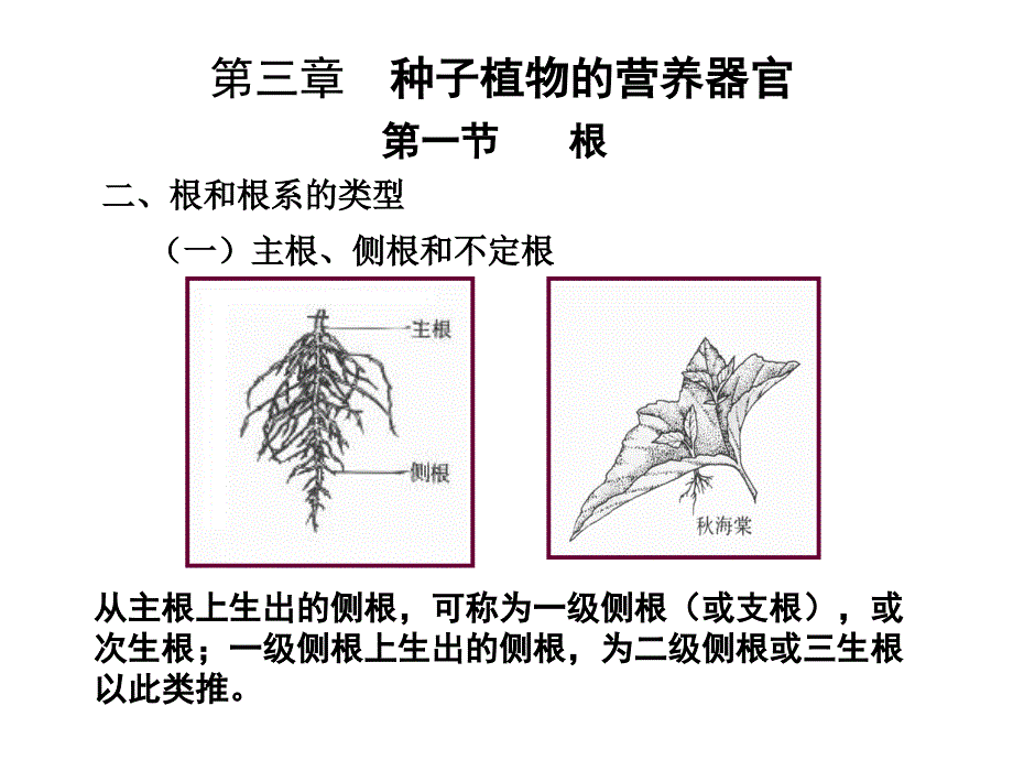 植物的根高中生物竞赛_第3页