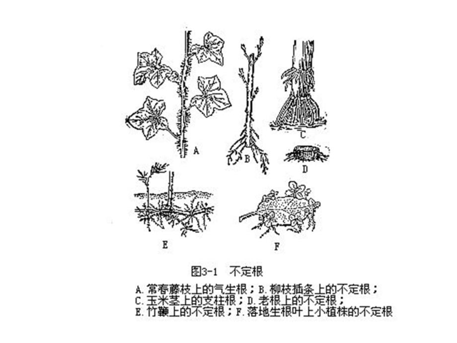 植物的根高中生物竞赛_第4页