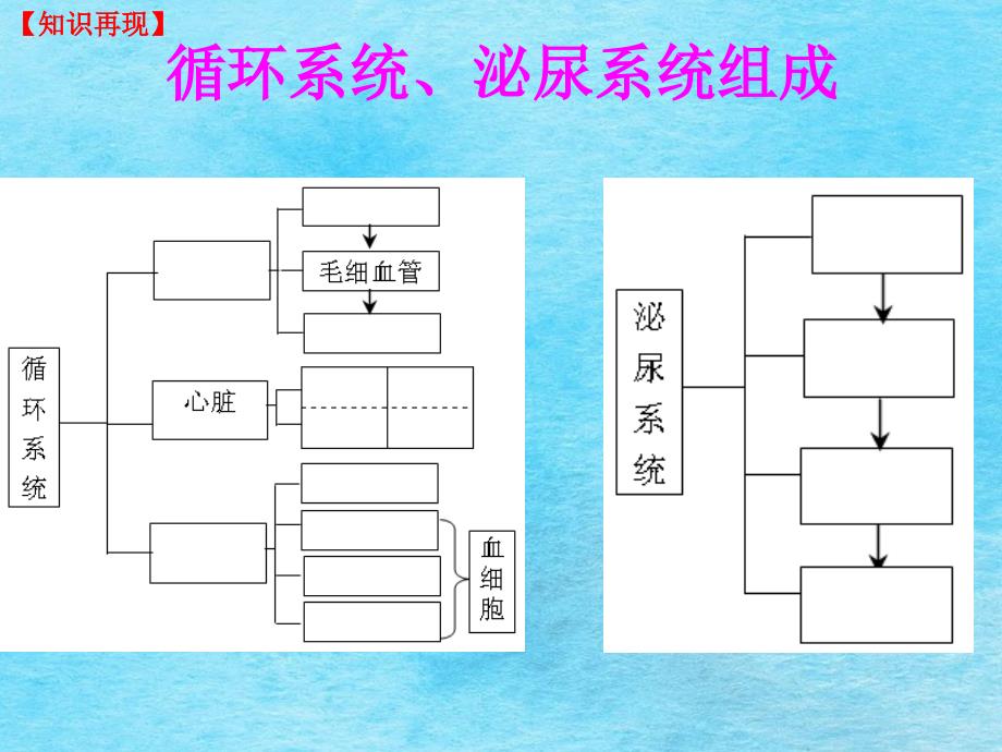 人体内平衡的维持血液循环系统和泌尿系统复习课ppt课件_第3页