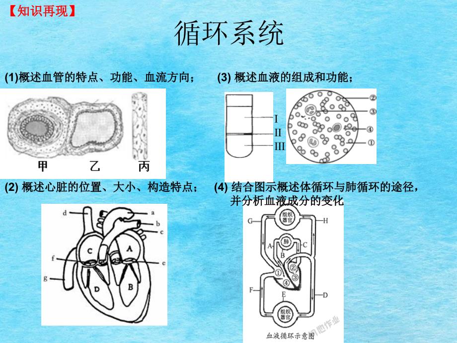 人体内平衡的维持血液循环系统和泌尿系统复习课ppt课件_第4页