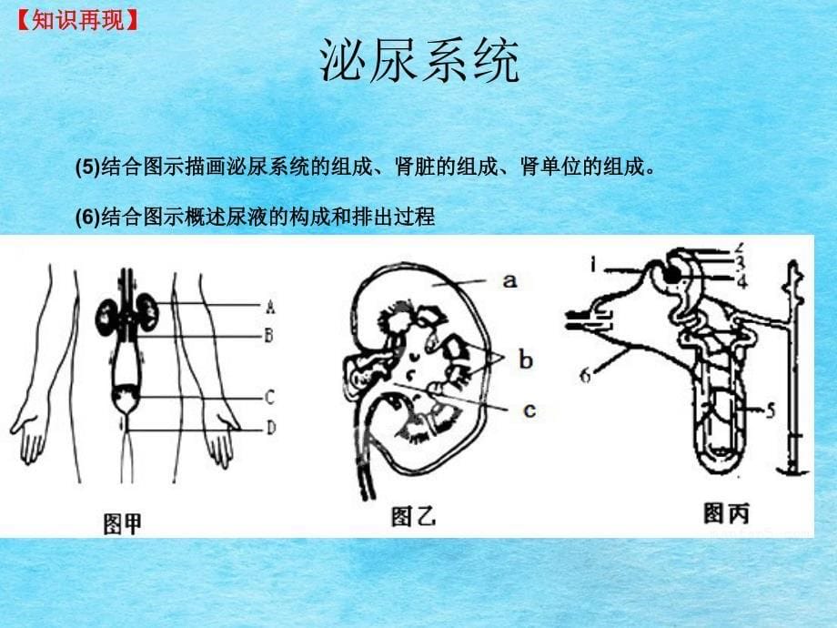 人体内平衡的维持血液循环系统和泌尿系统复习课ppt课件_第5页