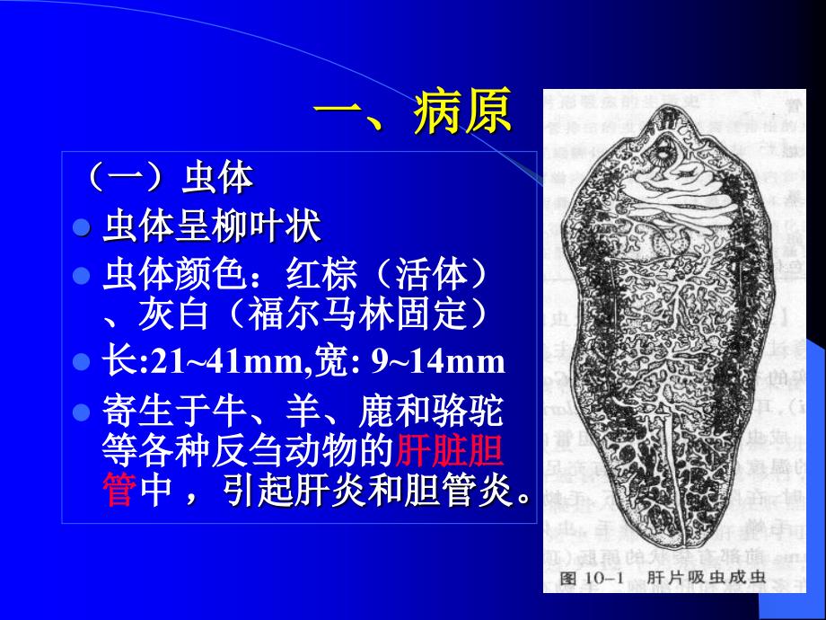 《牛羊病寄生虫病》PPT课件_第4页