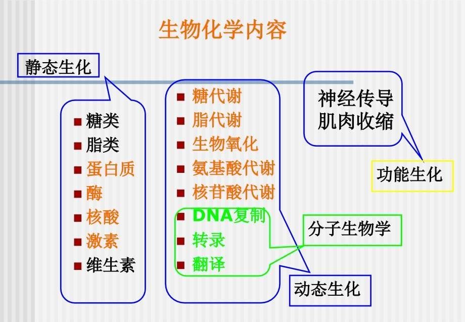 第十一章核酸代谢与蛋白质生物合成课件_第5页