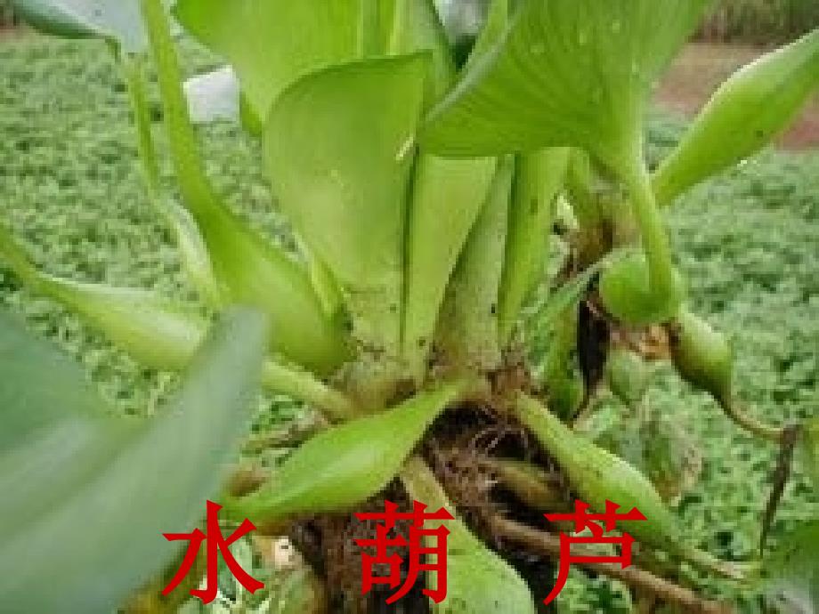 19生物入侵者 (2)_第2页