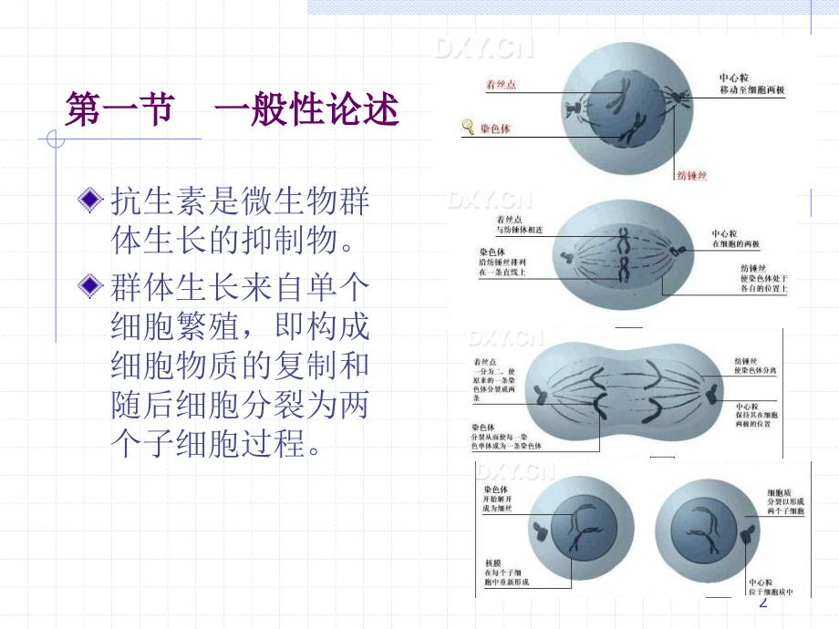 抗生素的作用机制课件_第2页