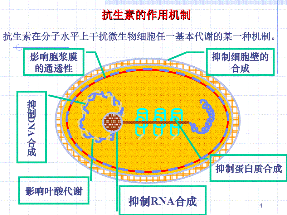 抗生素的作用机制课件_第4页