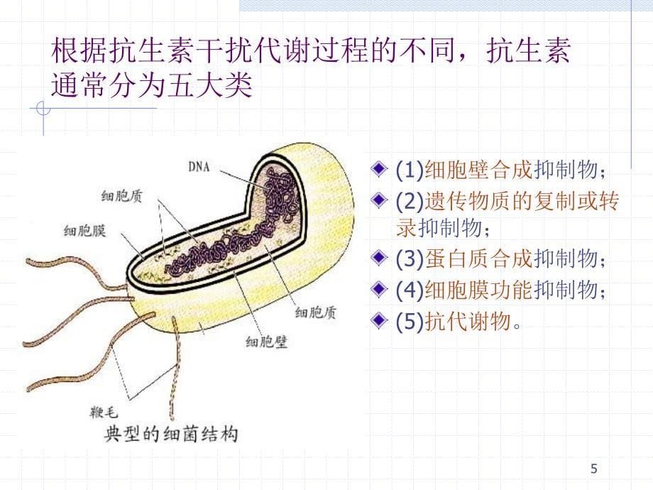 抗生素的作用机制课件_第5页