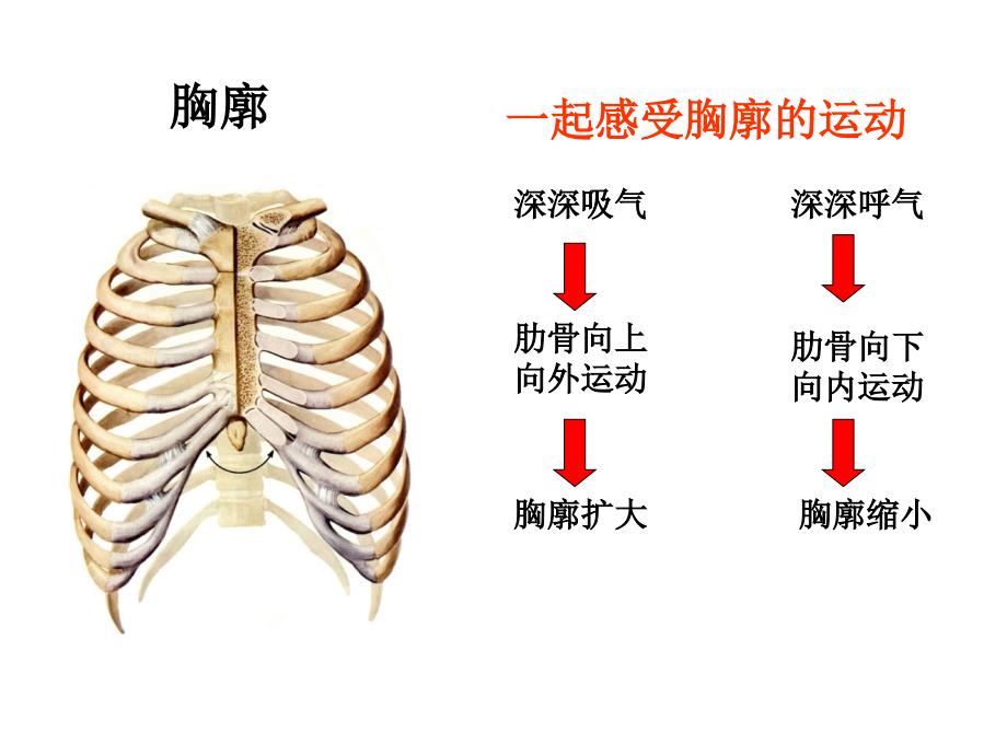 最新发生在肺内的气体交换(修改(1)PPT课件_第2页