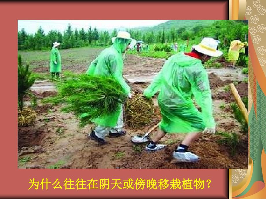 初中生物绿色植物的蒸腾作用.ppt_第2页