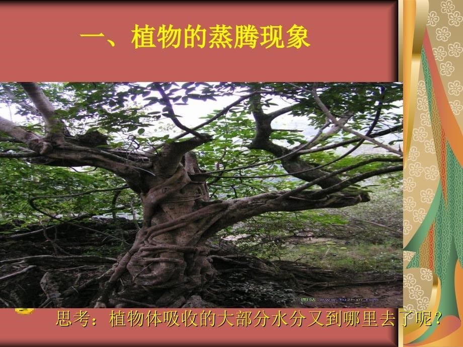 初中生物绿色植物的蒸腾作用.ppt_第5页