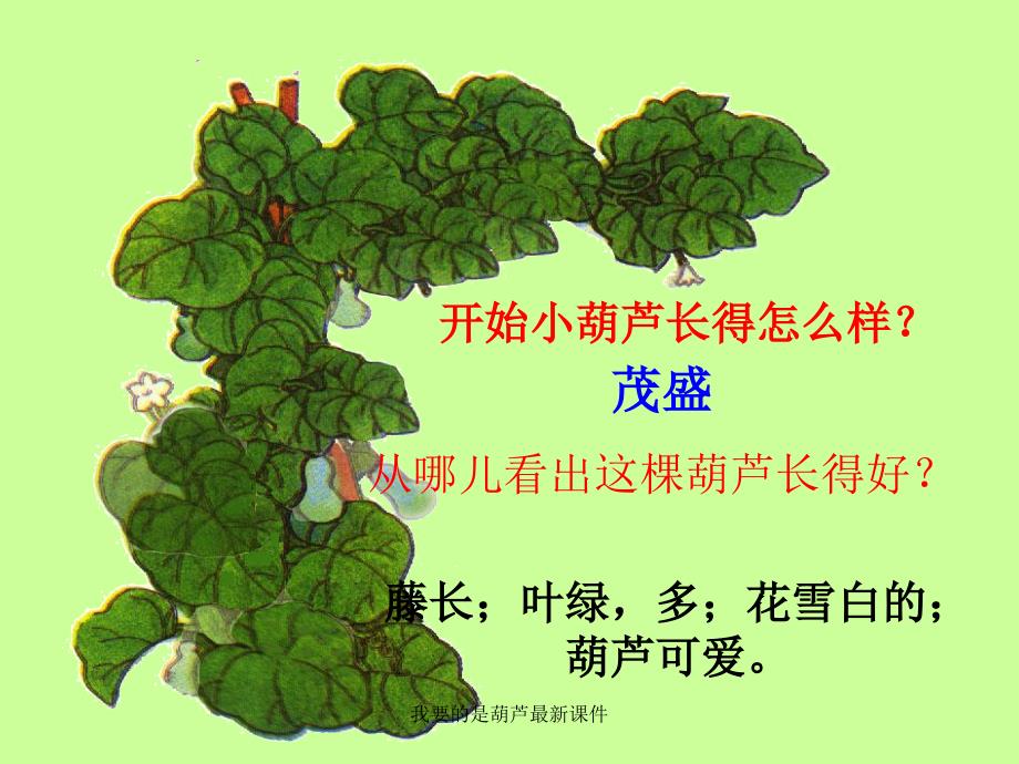 我要的是葫芦最新课件_第4页