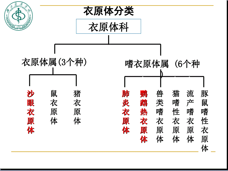 Chaptr 20 Chlamydia衣 原 体_第3页