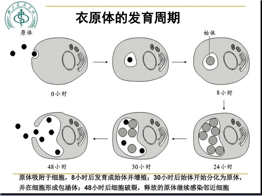 Chaptr 20 Chlamydia衣 原 体_第5页