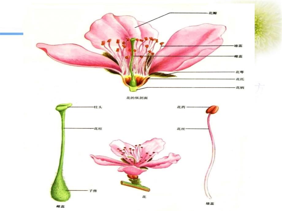 第10章花类生药鉴别ppt课件_第3页