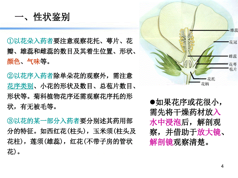 第10章花类生药鉴别ppt课件_第4页