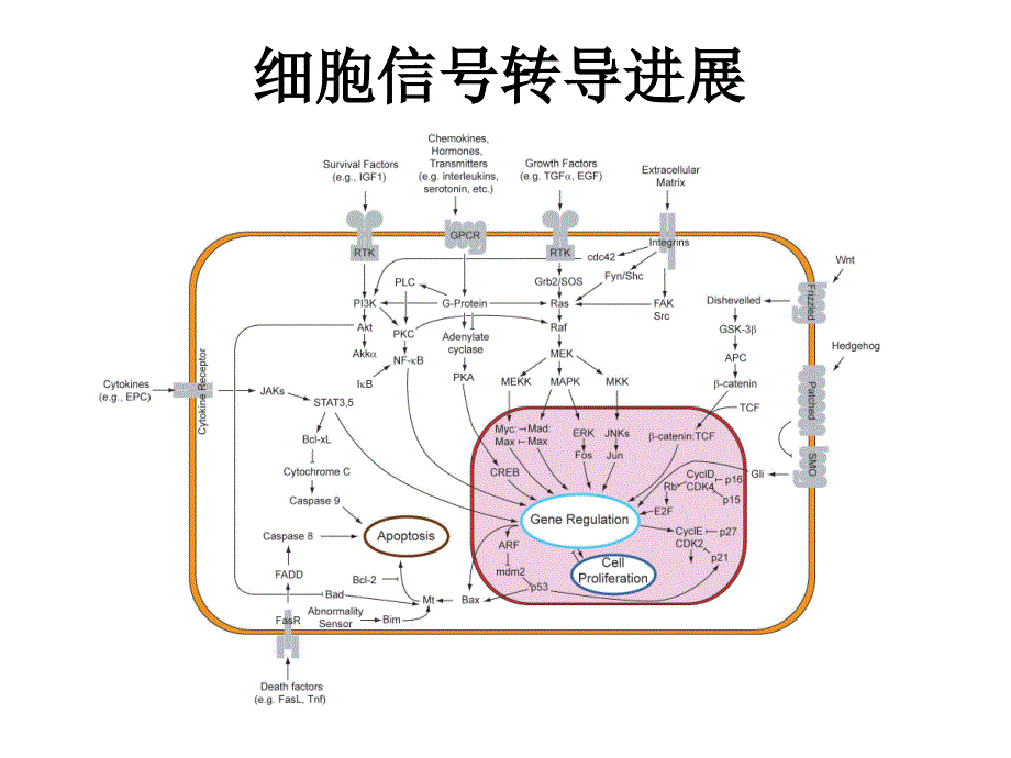 细胞信号转导进展细胞信号分子_第1页