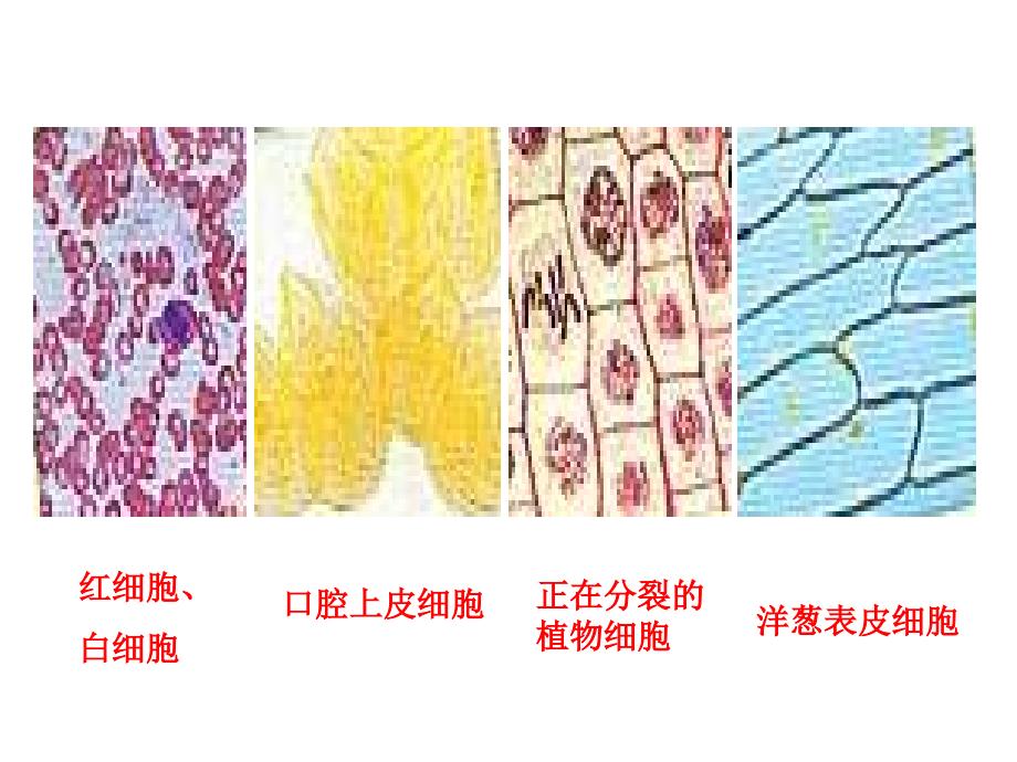 课时三：细胞的多样性和统一性文档资料_第2页