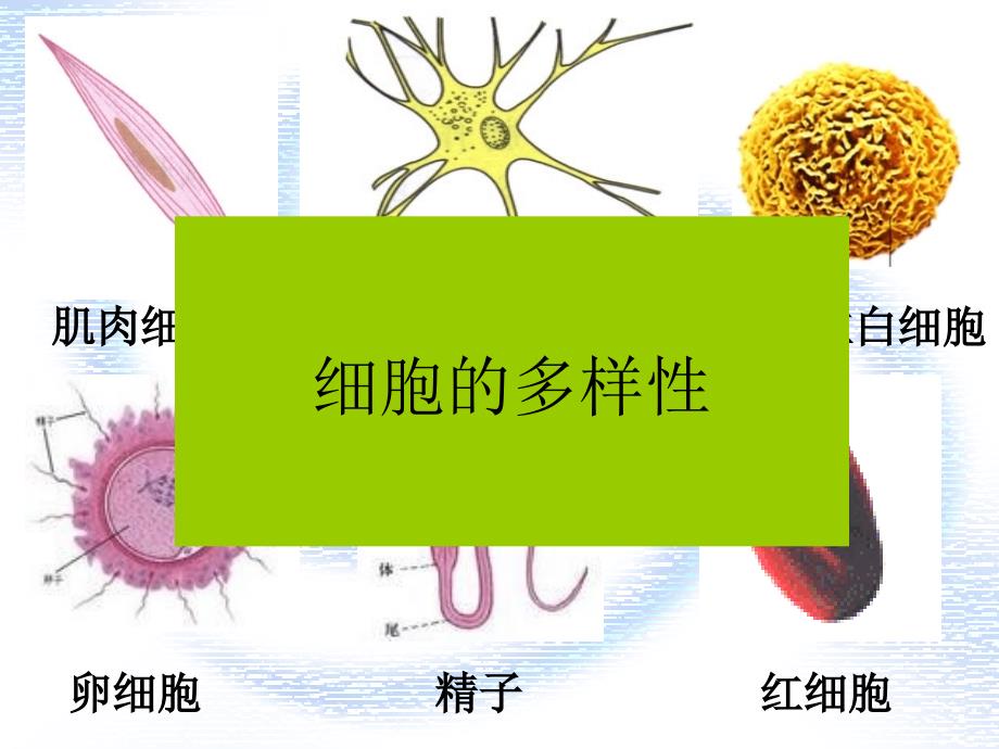 课时三：细胞的多样性和统一性文档资料_第3页