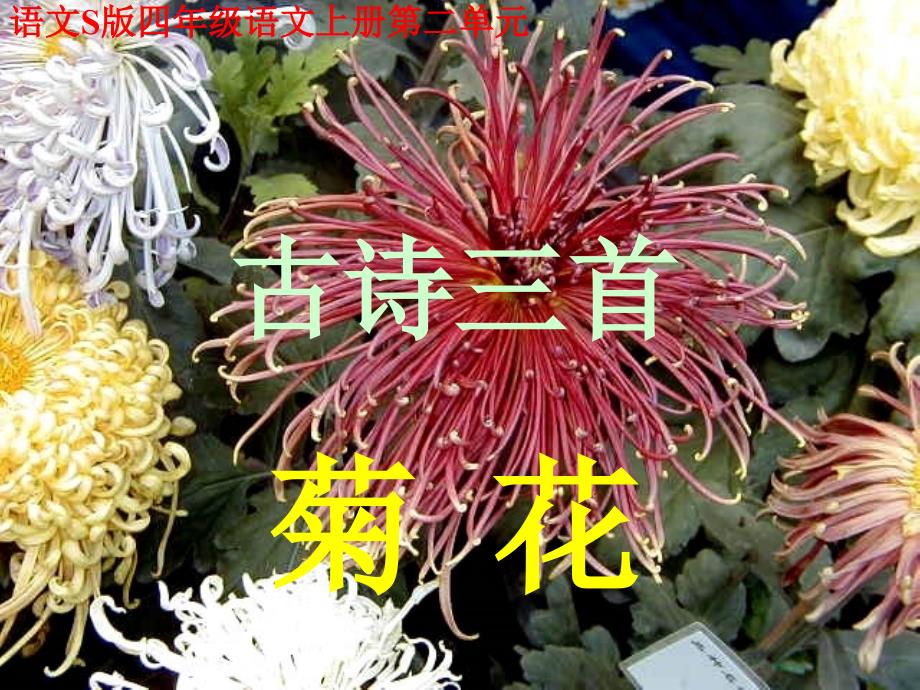 四年级上册语文5古诗三首菊花语文S版ppt课件_第1页