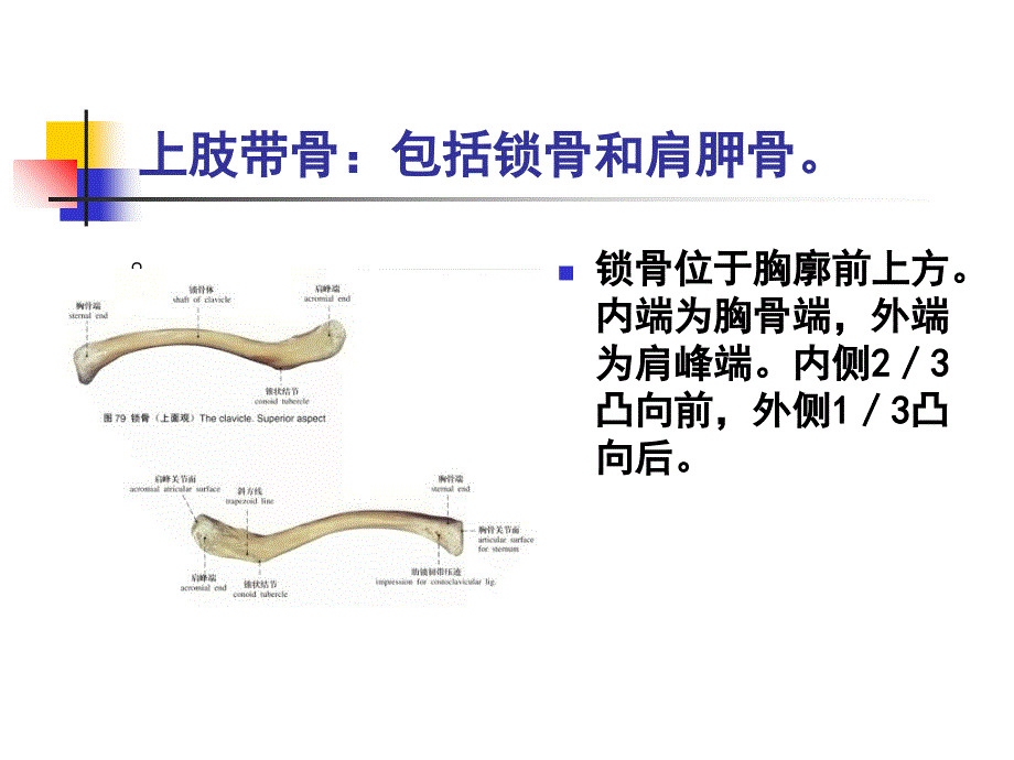 人体科学与艺术第二章第一节_第2页