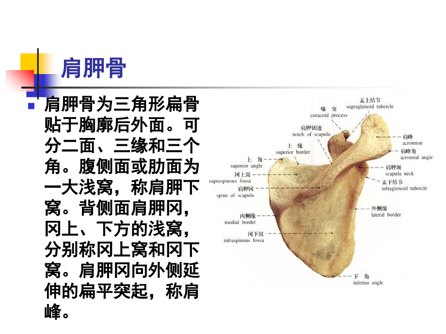 人体科学与艺术第二章第一节_第3页