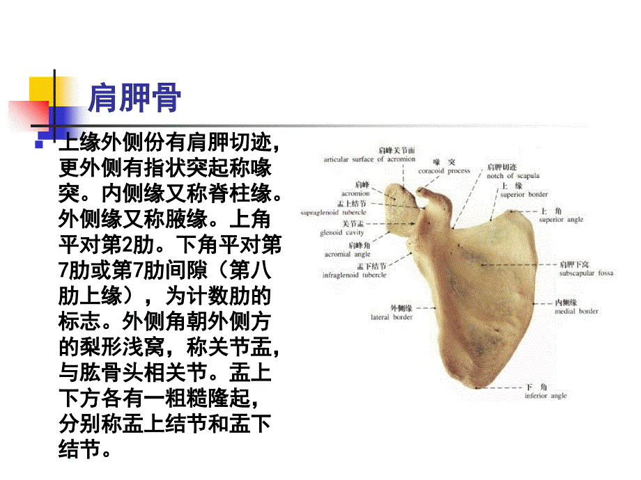 人体科学与艺术第二章第一节_第4页