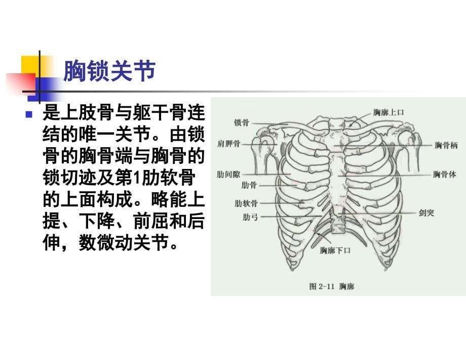 人体科学与艺术第二章第一节_第5页