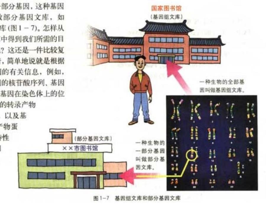 基因工程的基本操作程序优质课教学资料_第4页