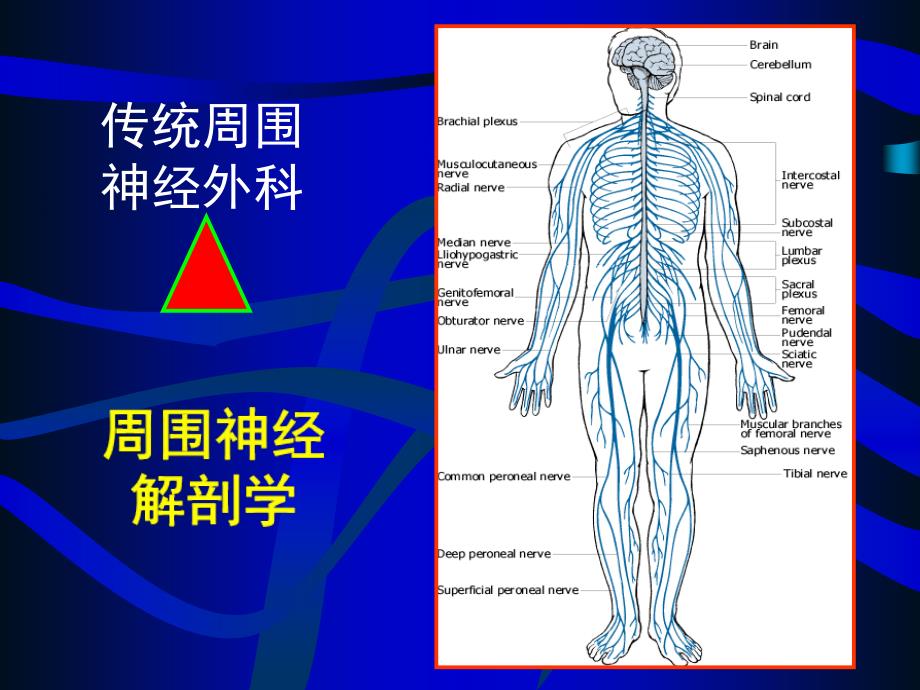 周围神经损伤修复复习要点课件_第2页