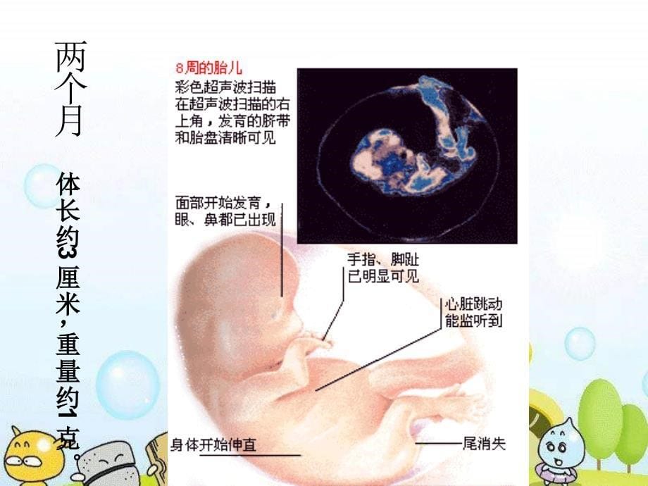 翼教版科学四下我在长大PPT课件2_第5页