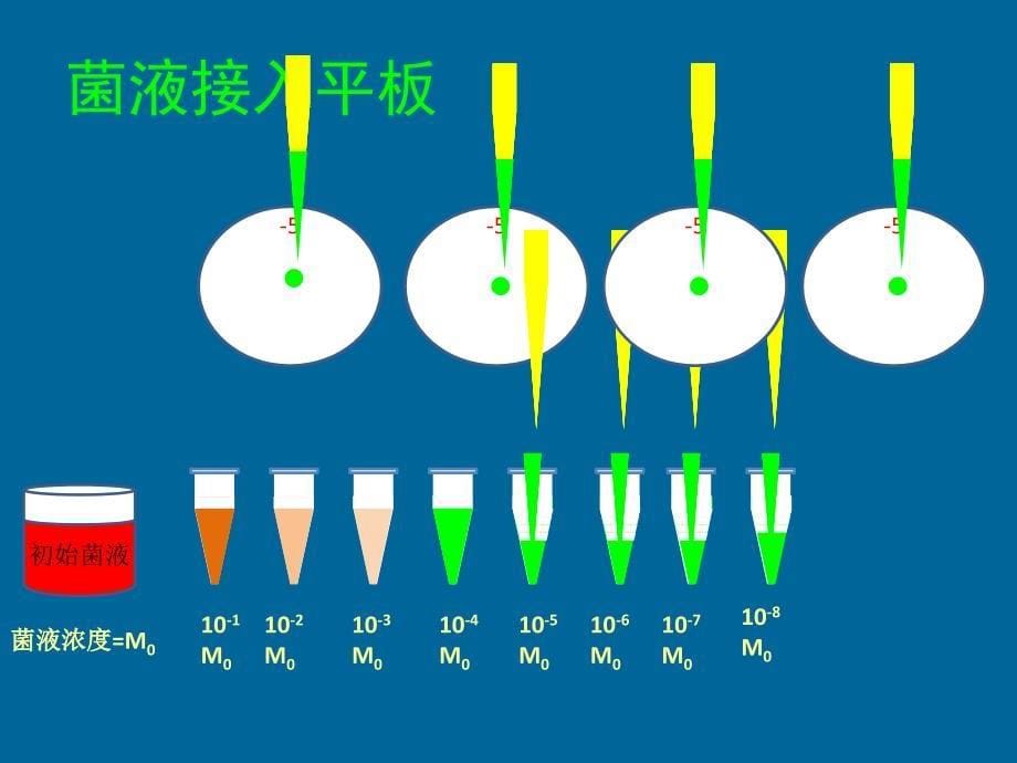 梯度稀释涂平板制单菌落_第5页