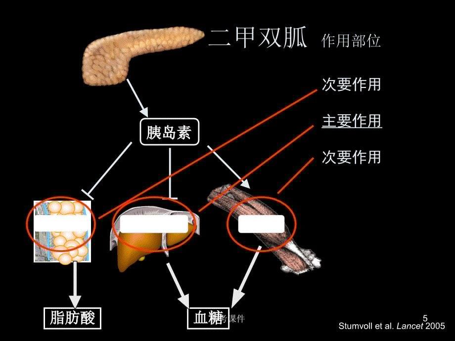 二甲双胍作用机制研究进展(关键靶点AMPK的核心作用)【优质材料】_第5页