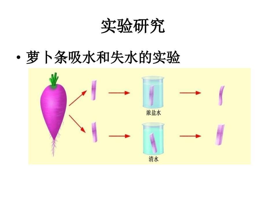 七年级生物绿色植物生长需要水和无机盐_第5页