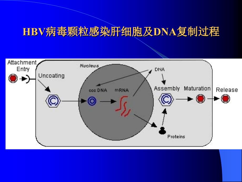 最新拉米夫啶耐药及实验检测PPT文档_第2页