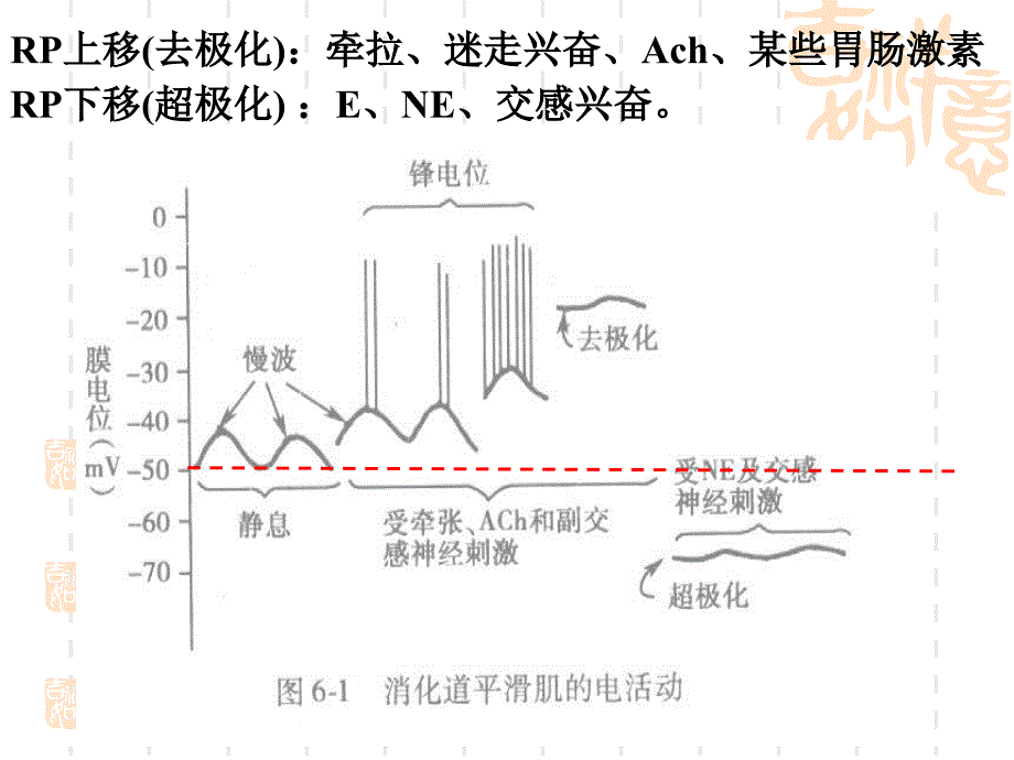 《消化和吸收》PPT课件_第4页