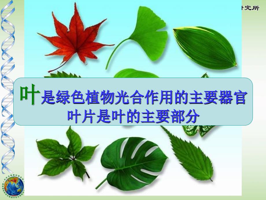 绿色植物与生物圈中的碳——氧平衡_第2页