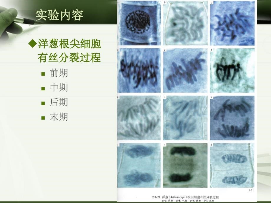 植物学（上）：实验二 植物细胞的有丝分裂_第5页