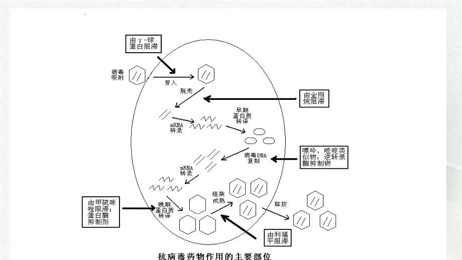 抗真菌药抗病毒药抗结核药_第5页