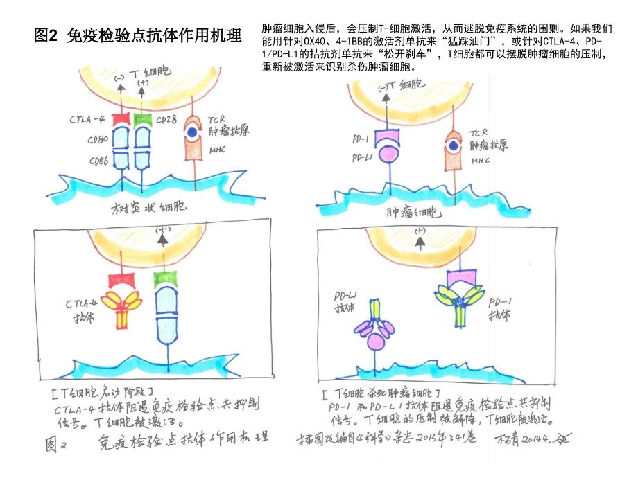 T细胞免疫图片_第2页